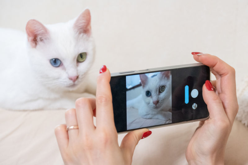 猫　ペットの写真