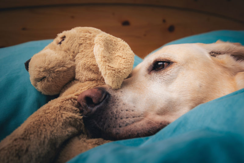 セミオーダー犬のぬいぐるみ